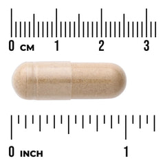 Butchers Broom Extract - Standardized